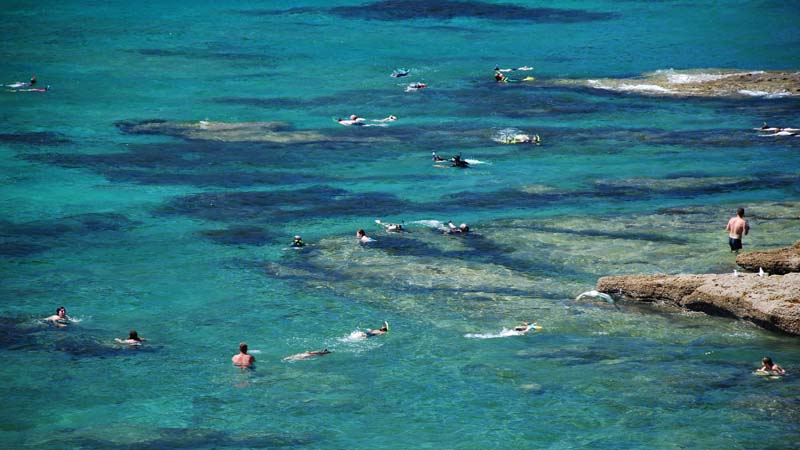 Discover the magical underwater world of Goat Island Marine Reserve and snorkel amongst a vast array of fascinating marine life!